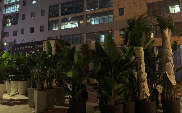 醫院綠植租賃